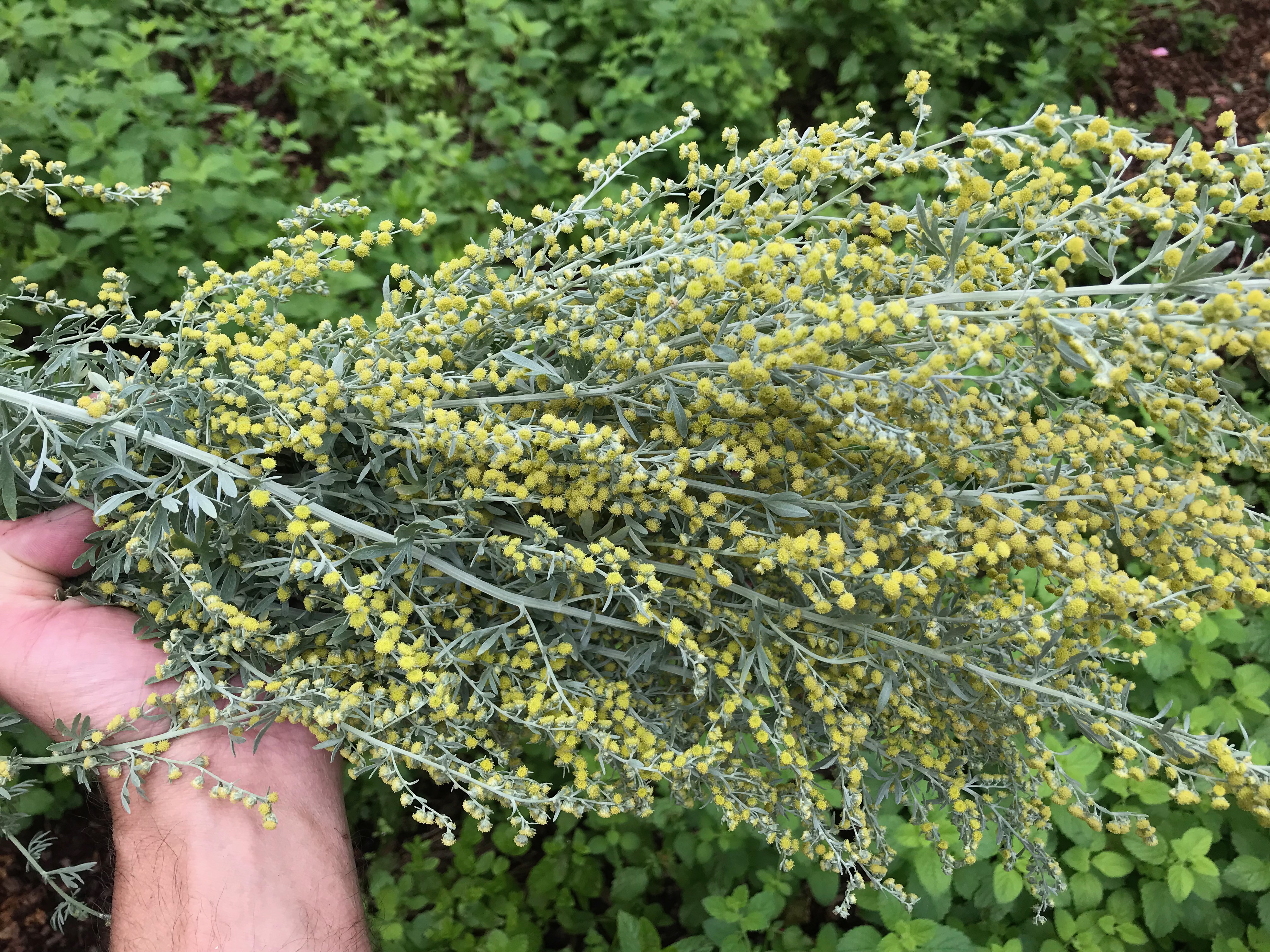 Artemisia Absinthium (Grand Wormwood)